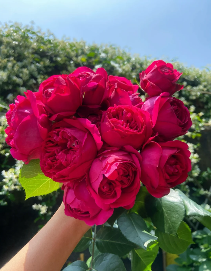 Red Ede
