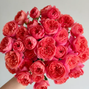 Red Jui 3Ga