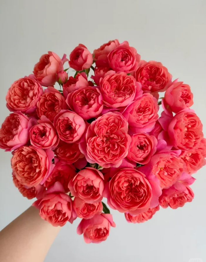 Red Jui 3Ga