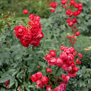 Red Koster
