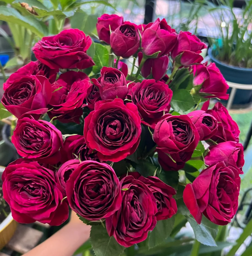 Red Lace 2Gal