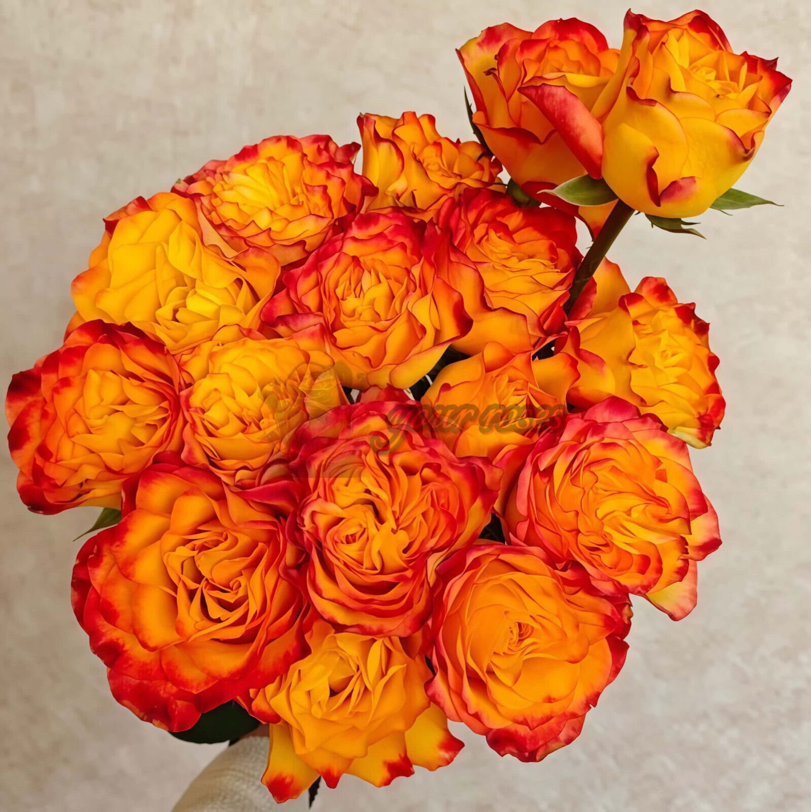Rhapsody