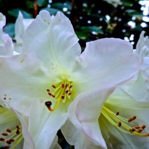 Rhododendron 'Unique'