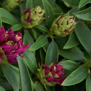 Rhododendron 'Anah Kruschke'