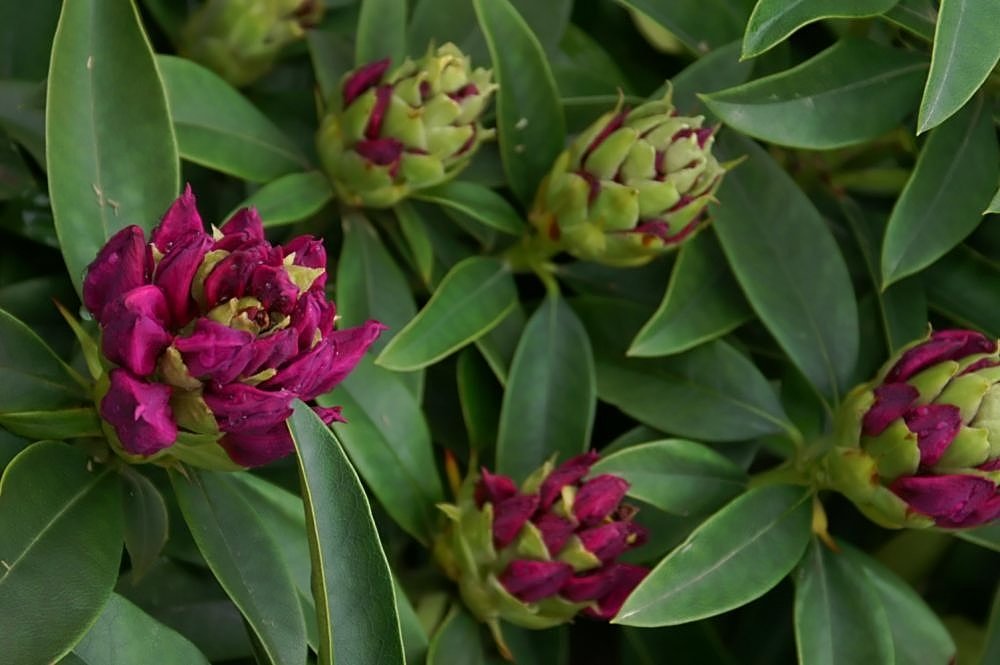 Rhododendron 'Anah Kruschke'