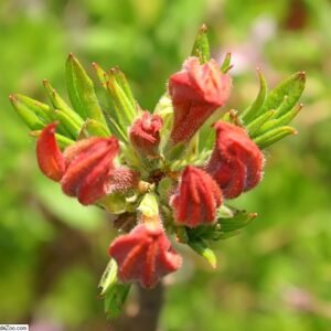 Azalea 'Mandarin Lights'