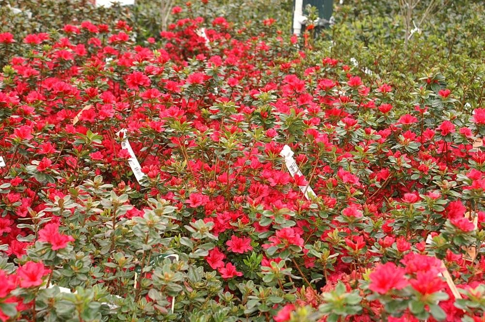 Azalea 'Hino-Crimson'
