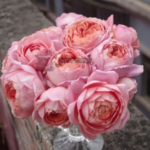 Romantic Antike