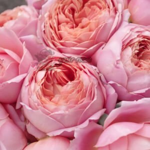 Romantic Antike