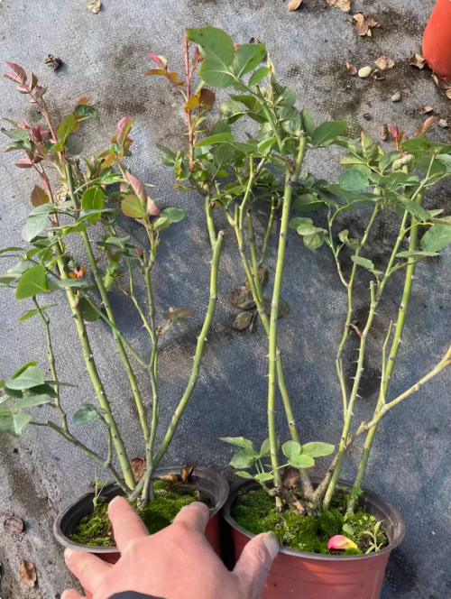 Romantic Veil Shrub