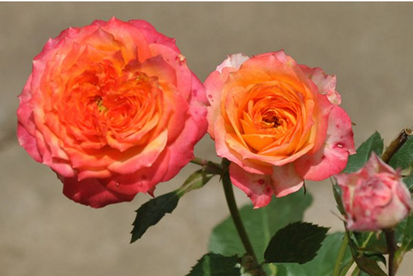 Romantic Veil Shrub
