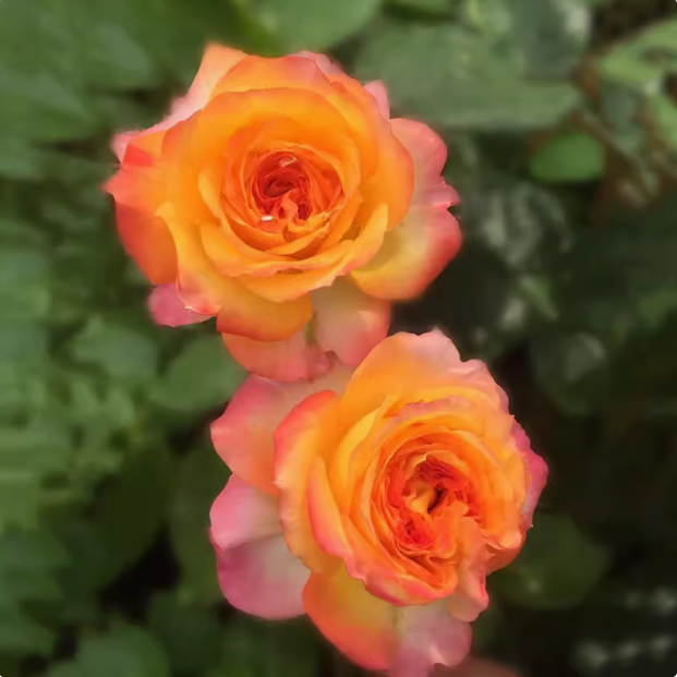 Romantic Veil Shrub