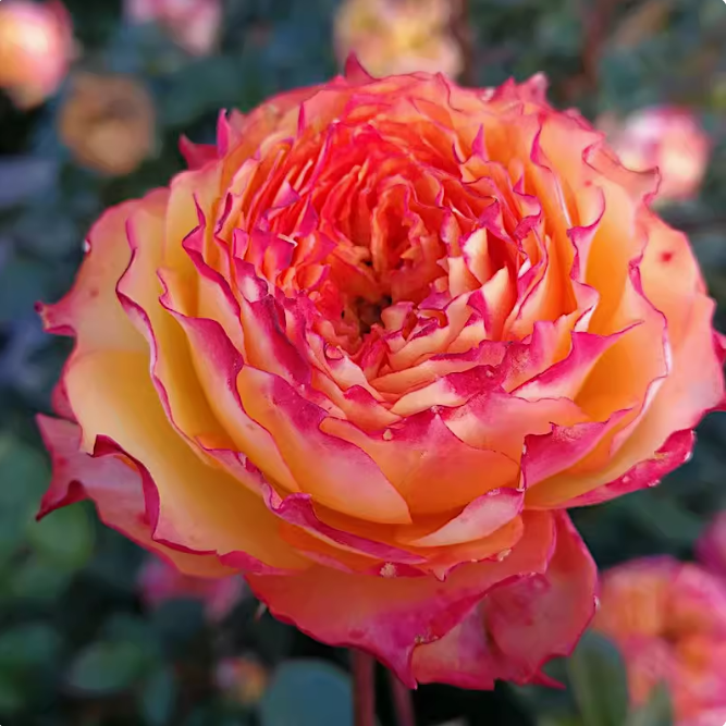 Romantic Veil Shrub