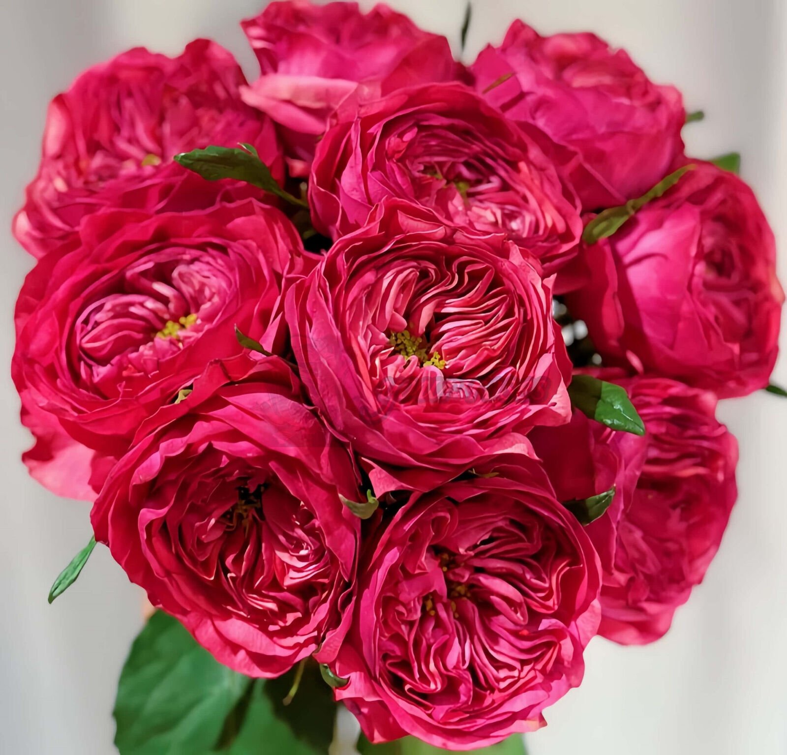 Romantic blood