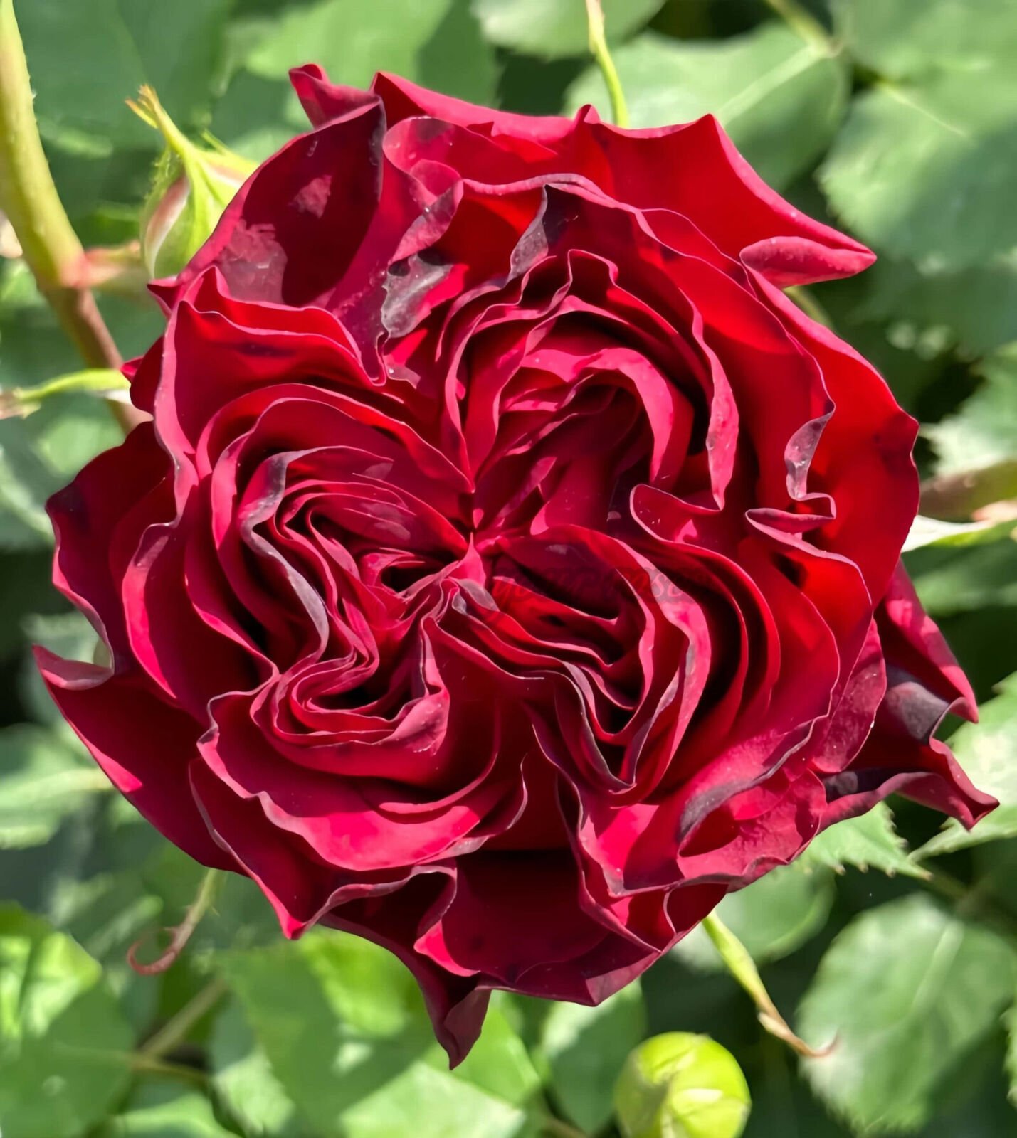 Romantic blood