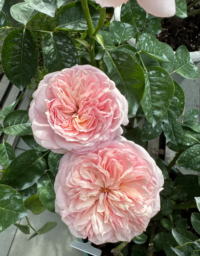 Romeo Pink Juliet 2Gal