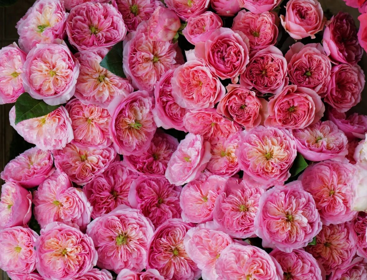 Romeo Pink Juliet 2Gal