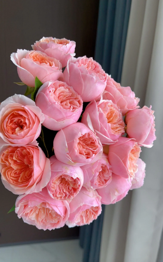 Romeo Pink Juliet 2Gal