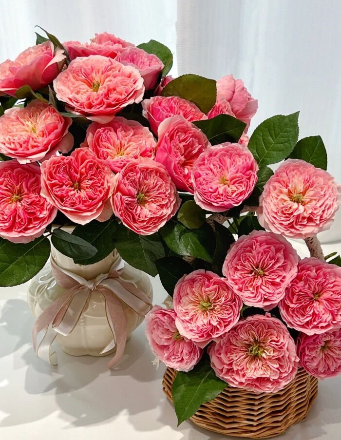 Romeo Pink Juliet 2Gal