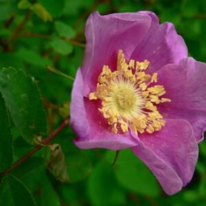 Rosa nutkana 'Nootka Rose'
