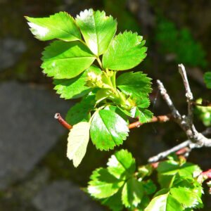 Rosa pisocarpa