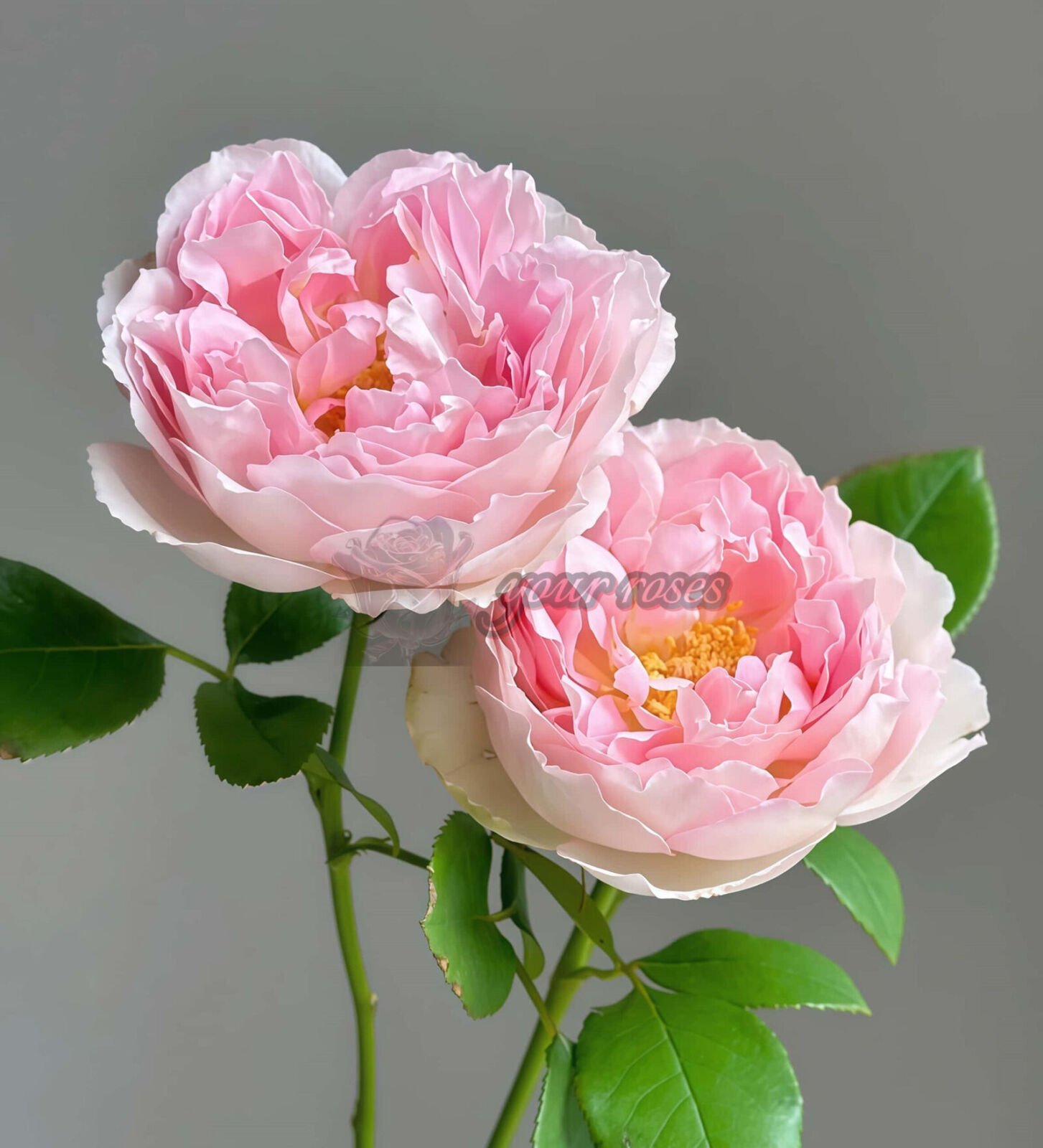 Antoinette Plant