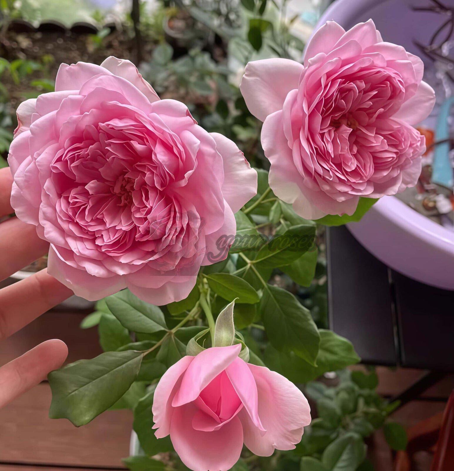 Antoinette Plant