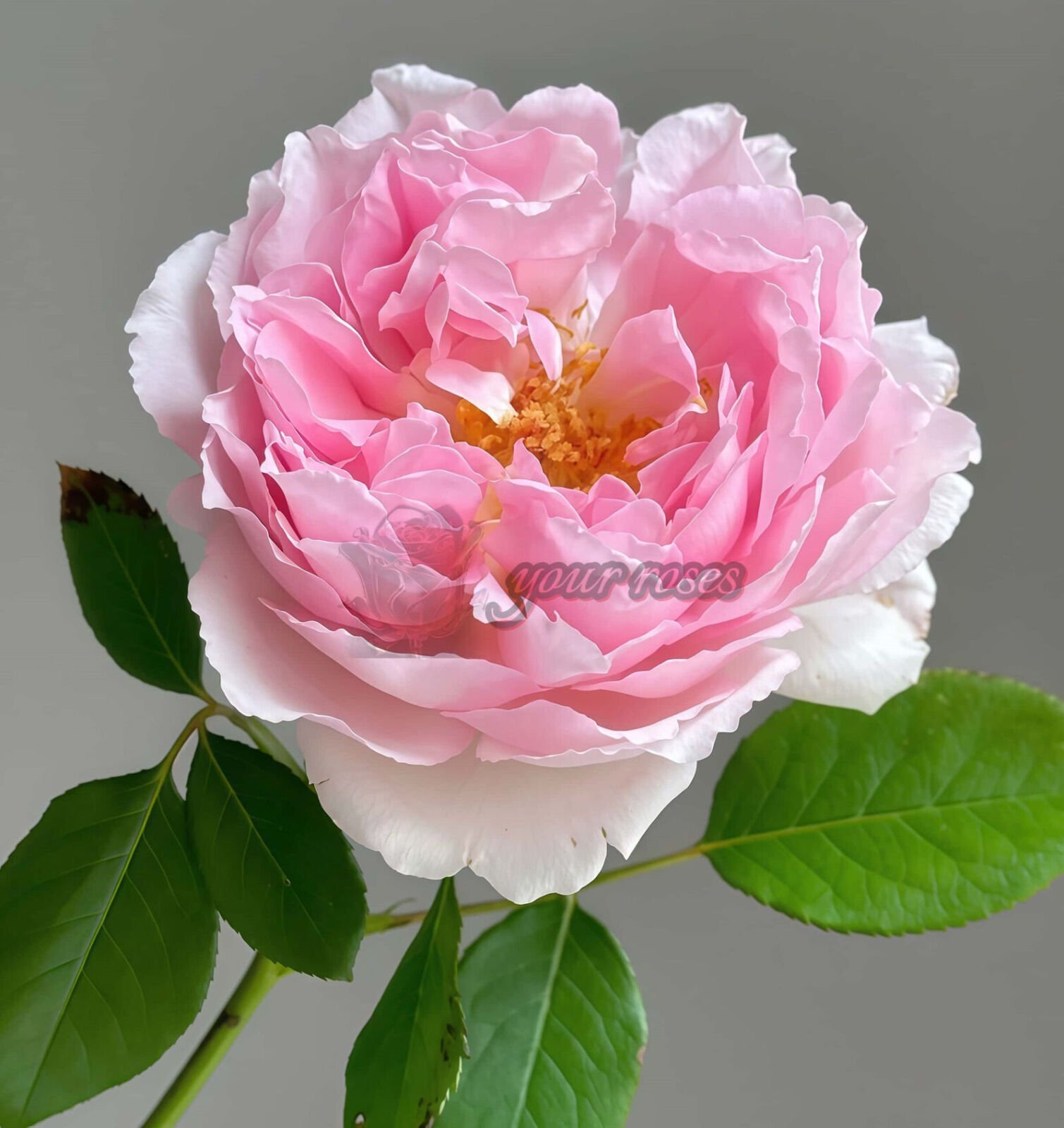 Antoinette Plant