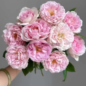 Antoinette Plant