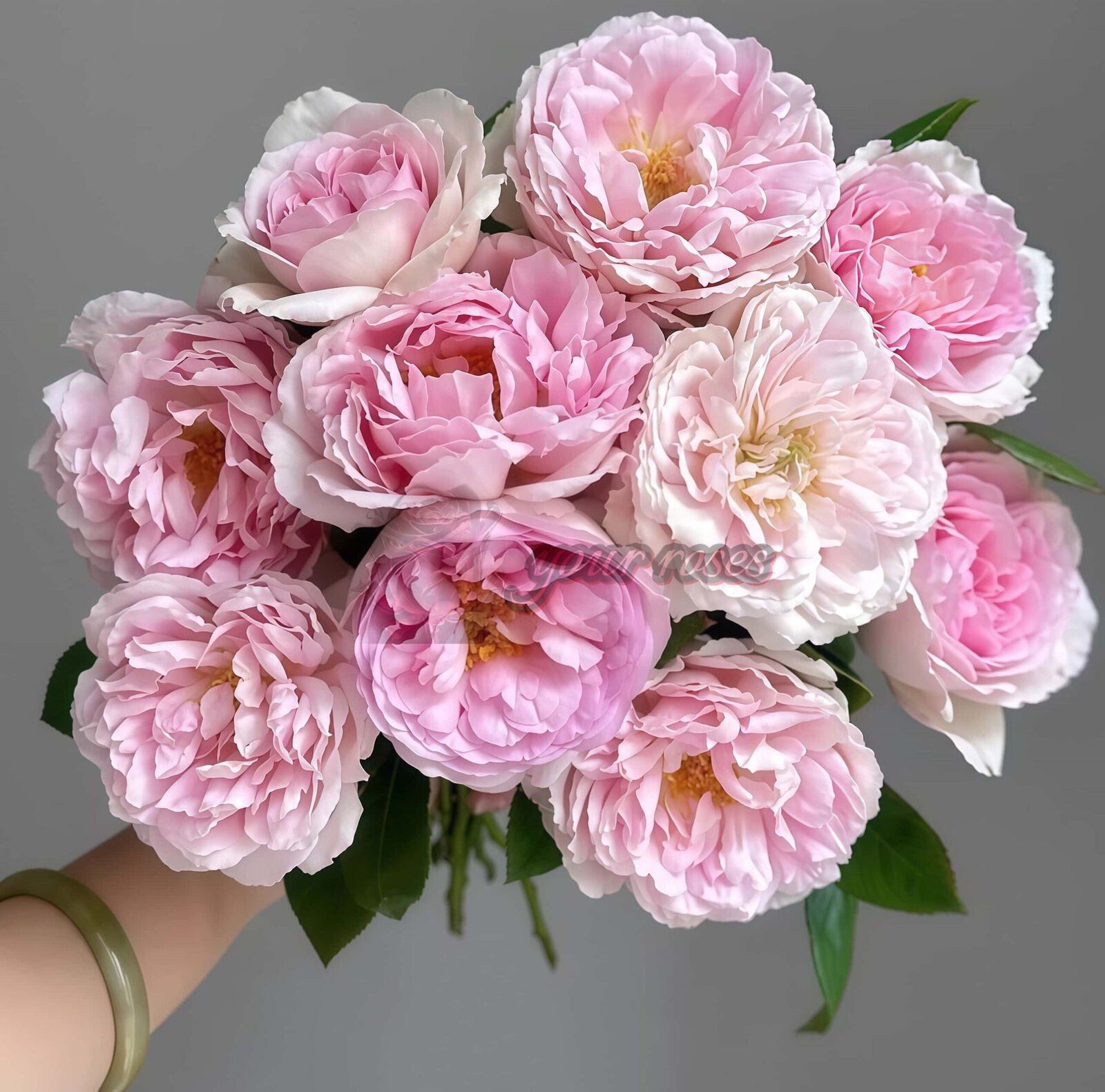 Antoinette Plant