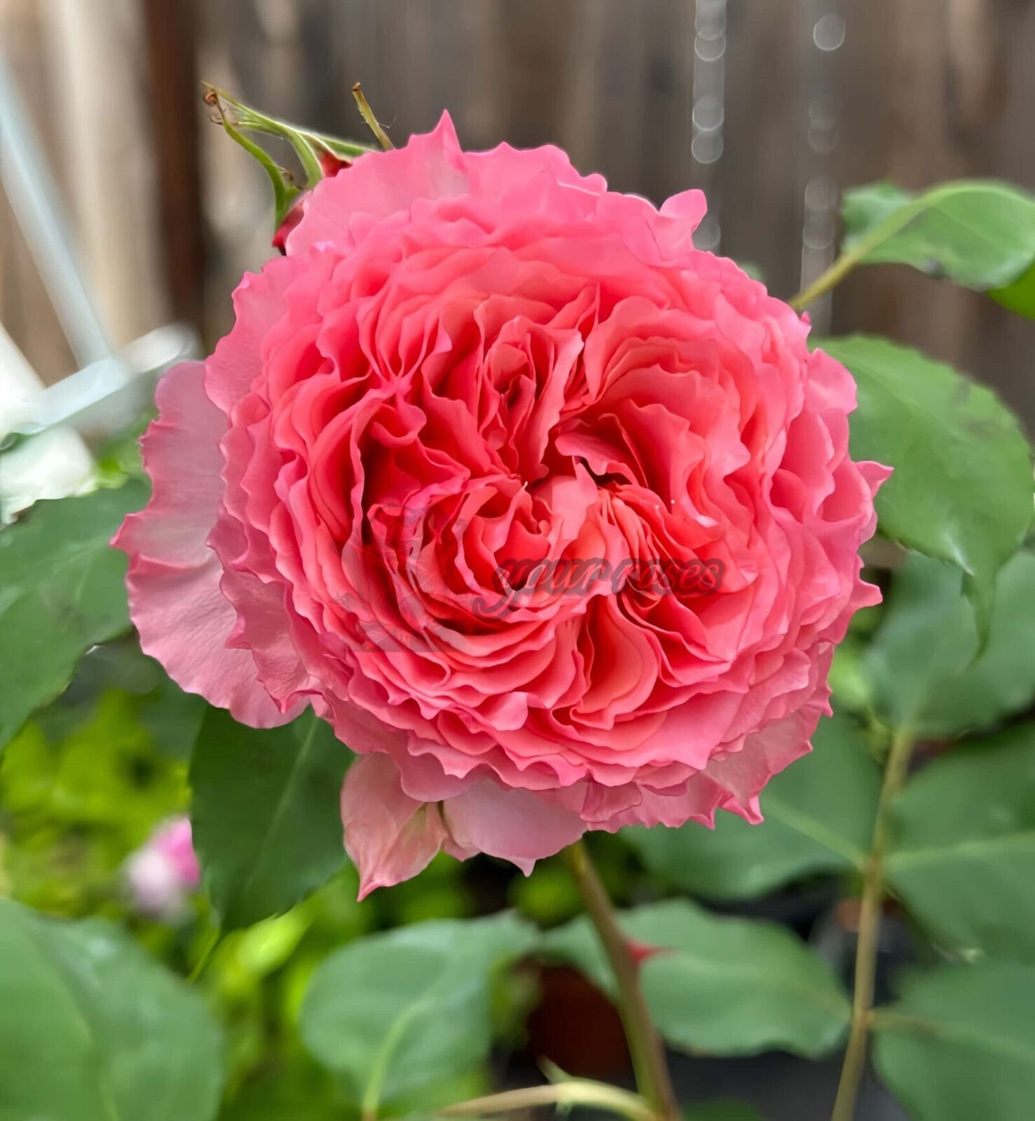 Corona Plant