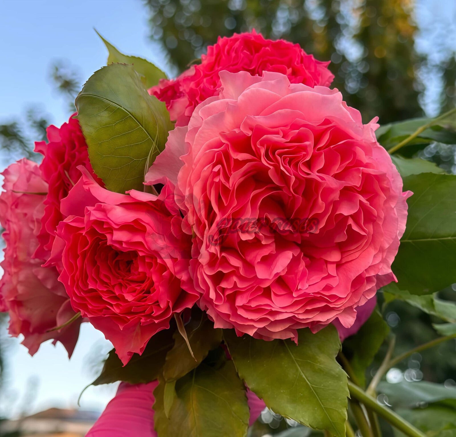 Corona Plant
