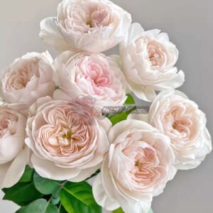 Rosé de Lune