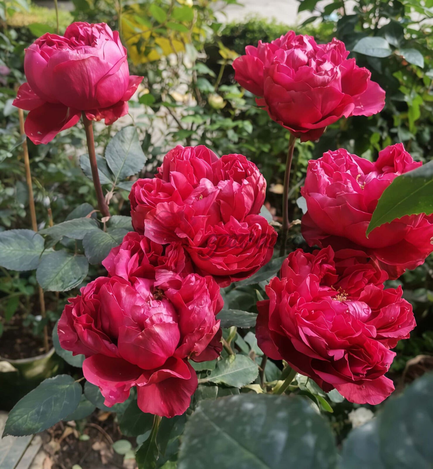 Rospberry Elegance
