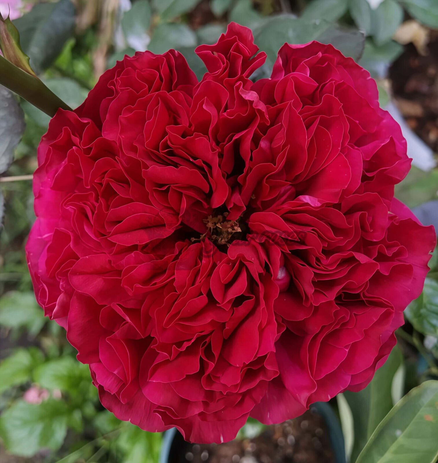 Rospberry Elegance