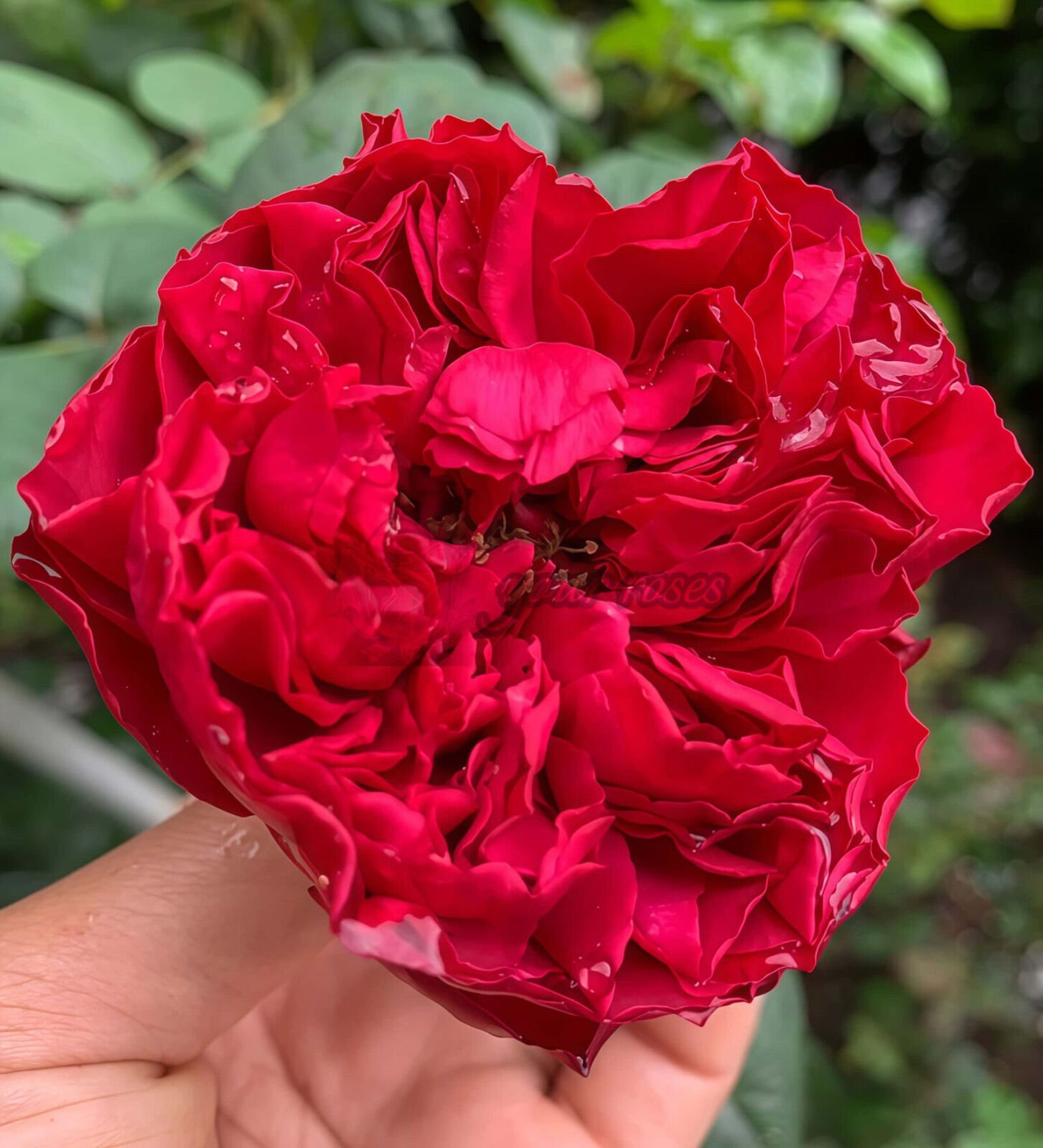 Rospberry Elegance