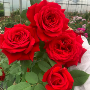 Rouge Meilland