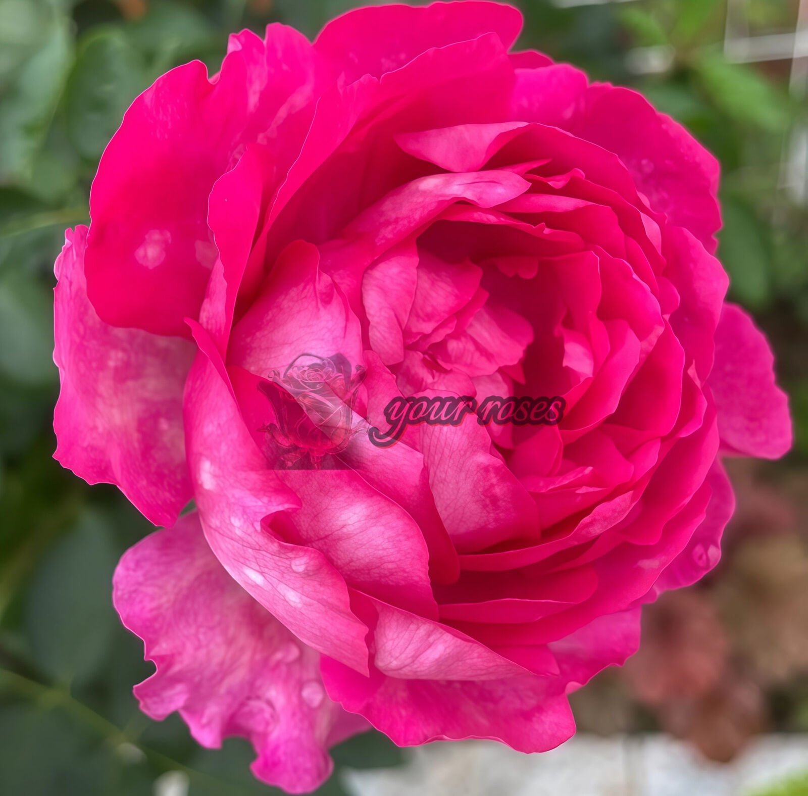 Rouge de Parfum