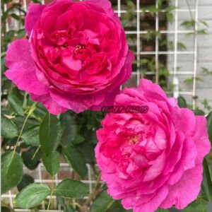 Rouge de Parfum