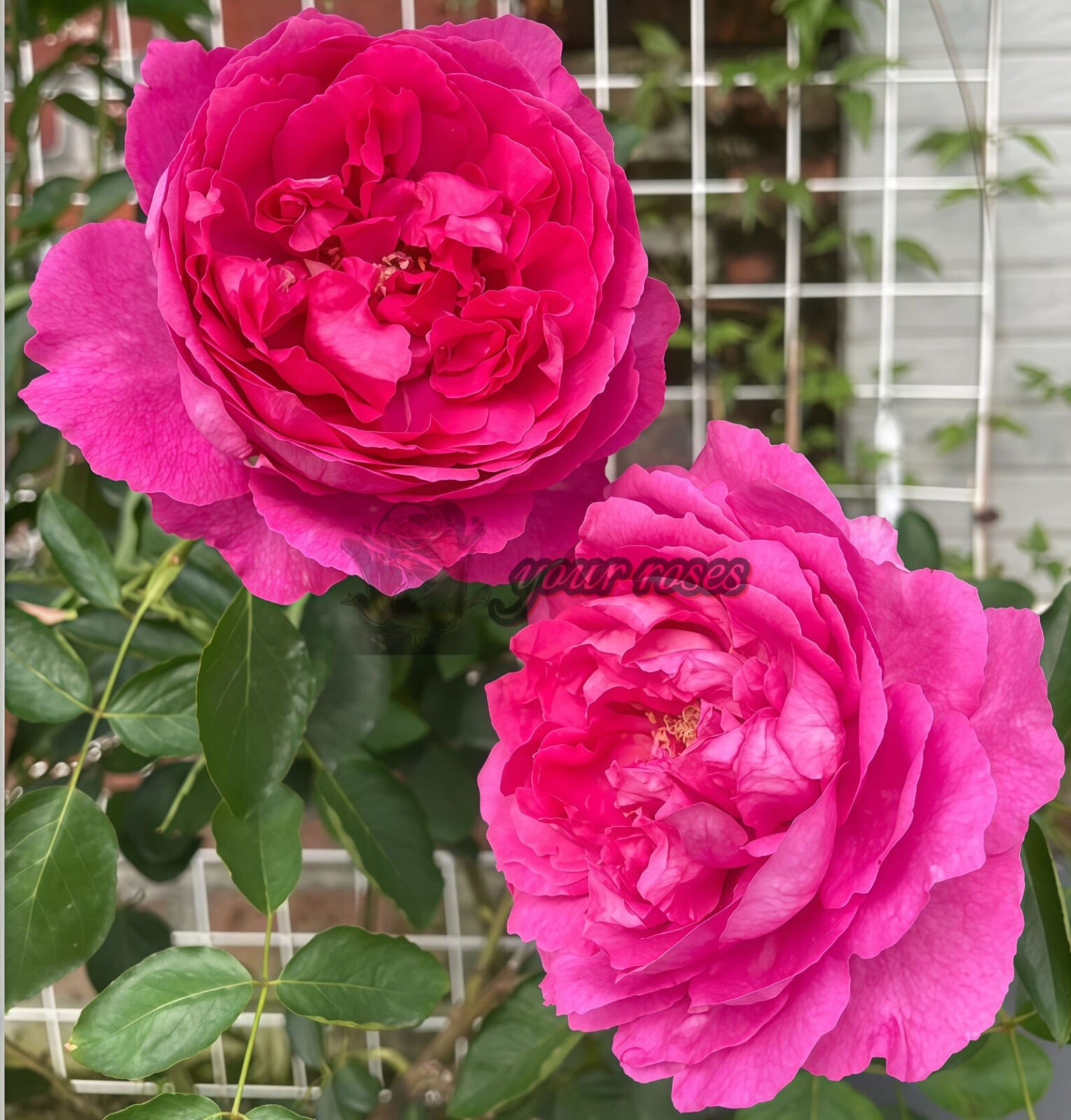 Rouge de Parfum