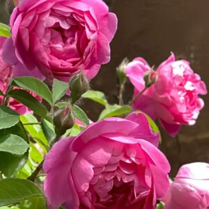 Royal Jubilee