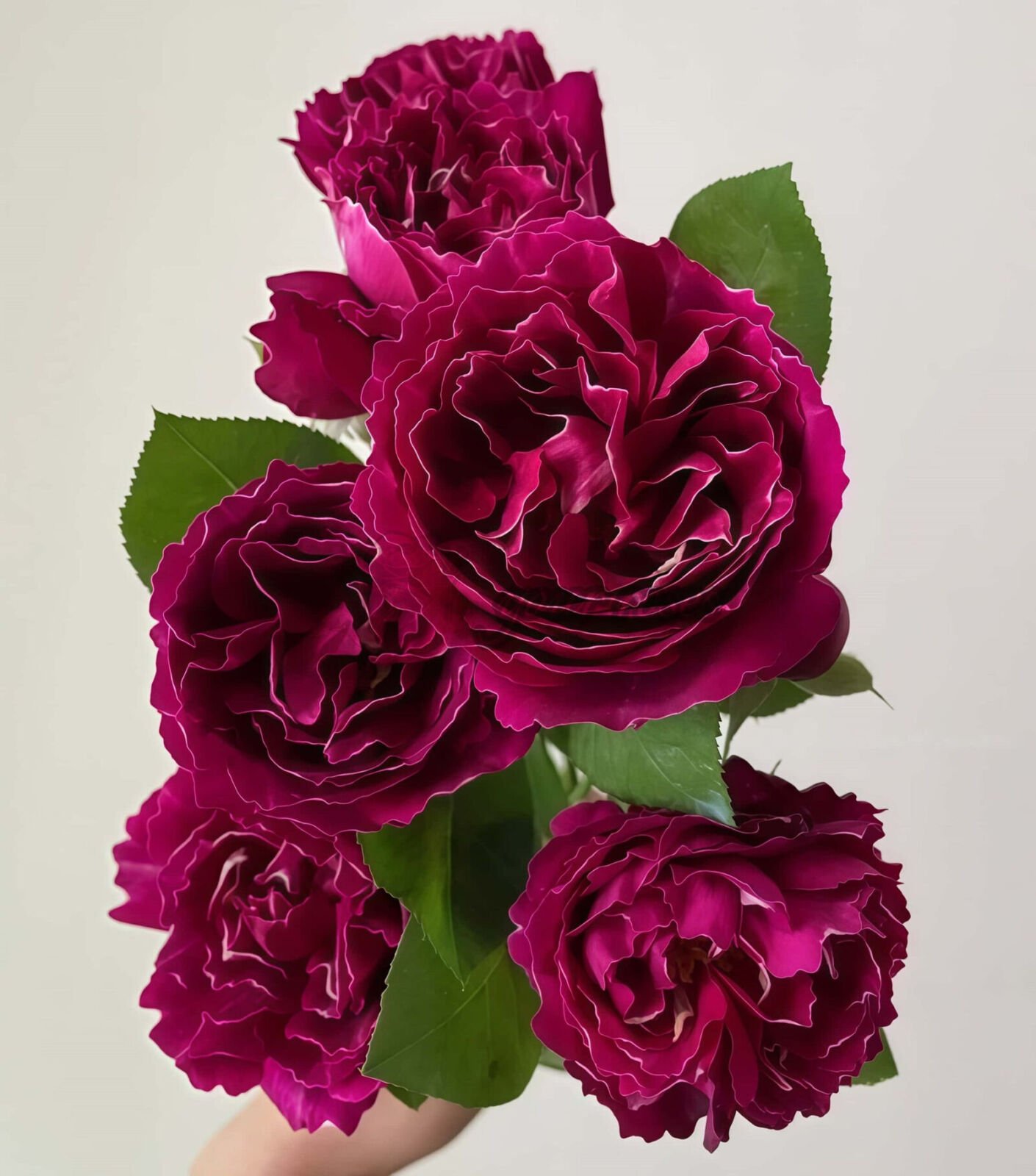 Royal MondAln