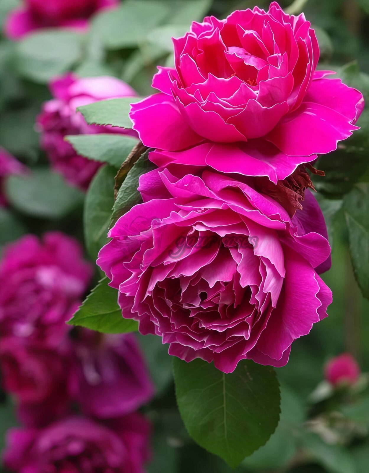 Royal MondAln