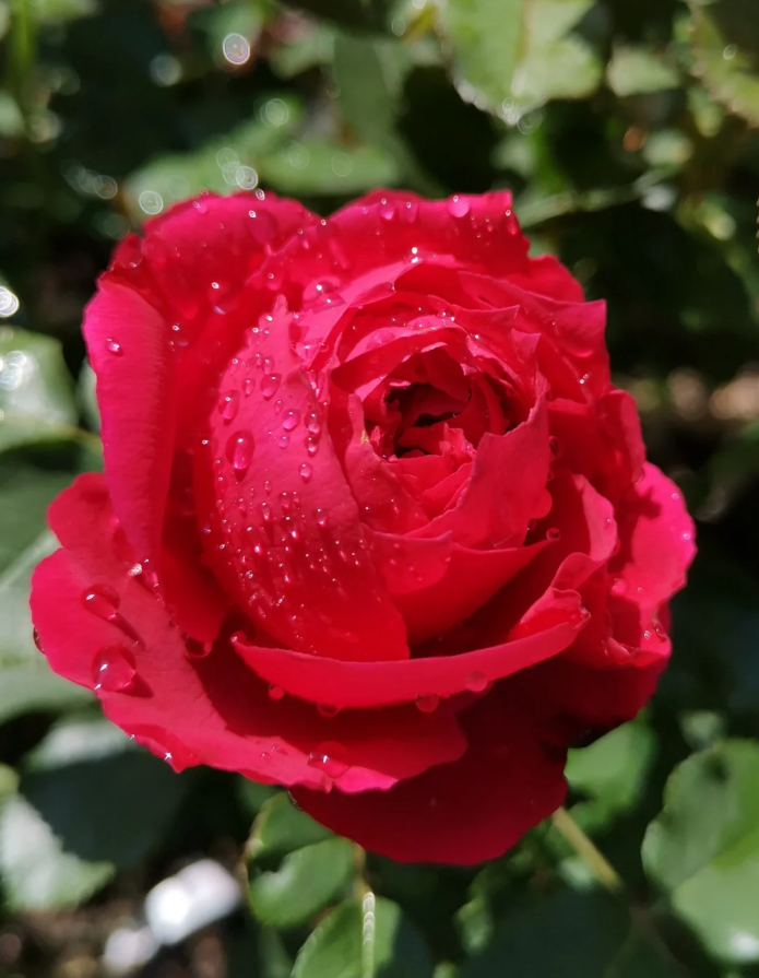 Ruban Rouge Elbjuwe MEIprehmyr