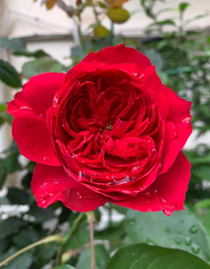 Ruban Rouge Elbjuwe MEIprehmyr