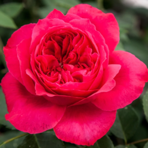 Ruban Rouge Elbjuwe MEIprehmyr