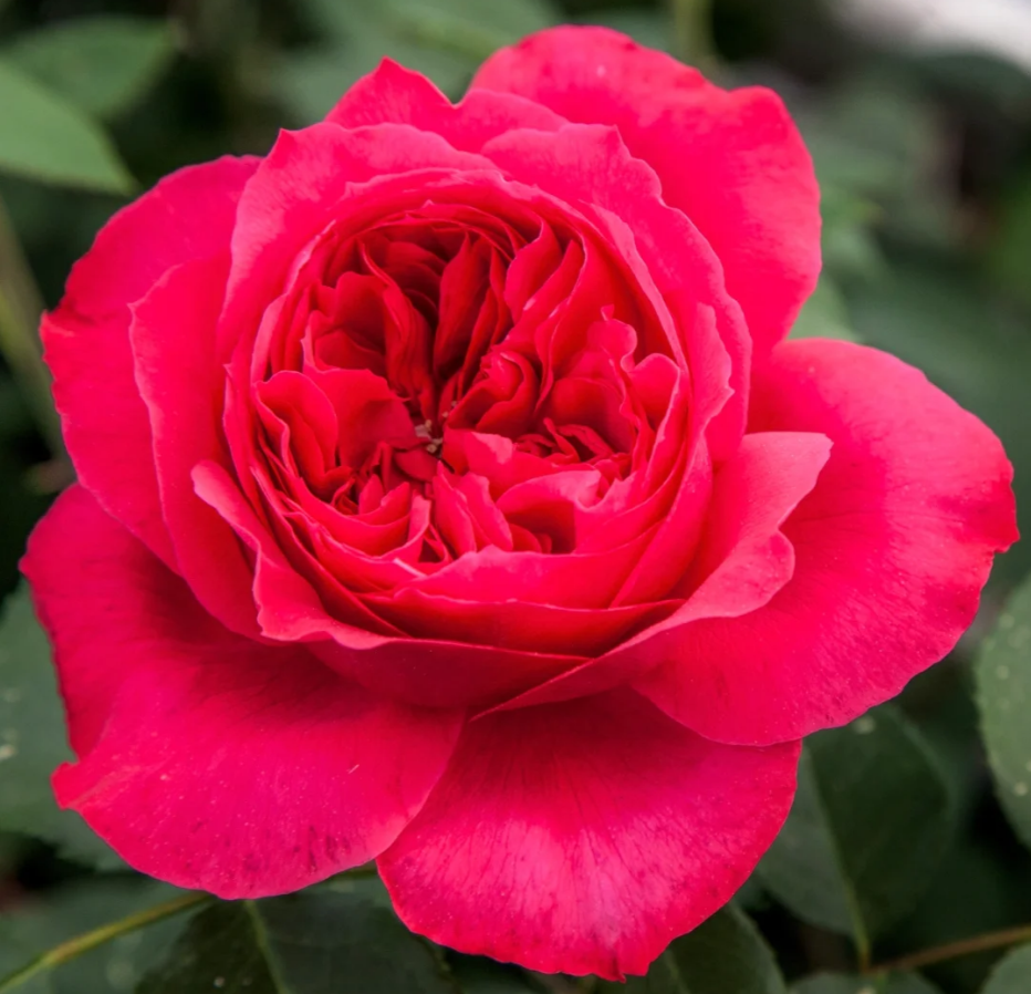 Ruban Rouge Elbjuwe MEIprehmyr