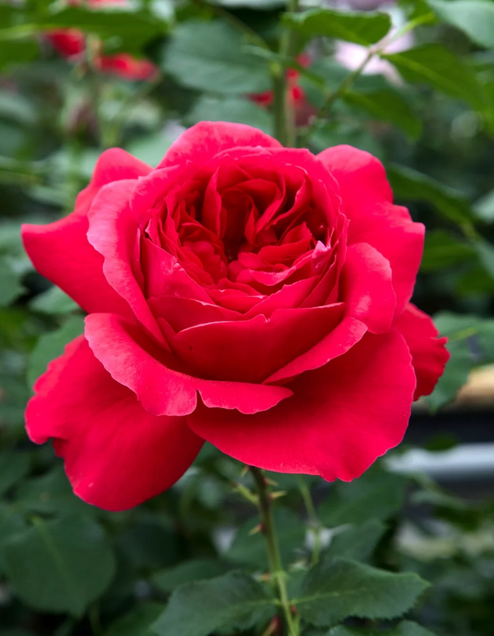 Ruban Rouge Elbjuwe MEIprehmyr