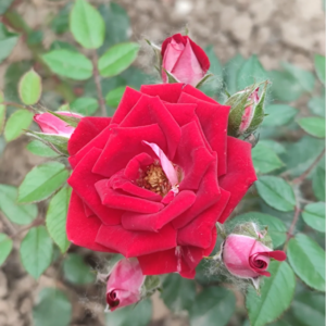 Ruby Ice