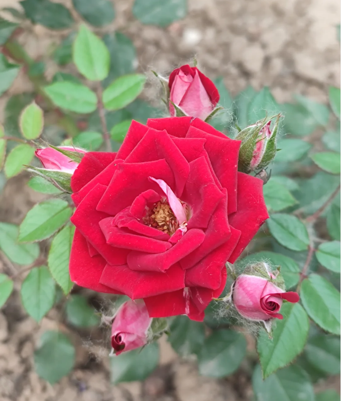 Ruby Ice